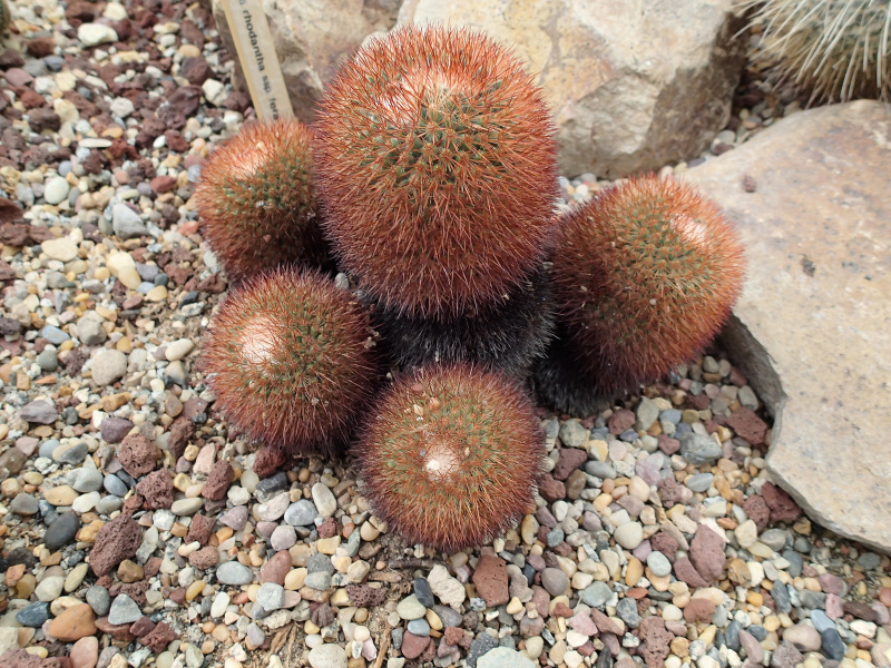 Файл:Mammillaria rhodantha fera-rubra h.jpg