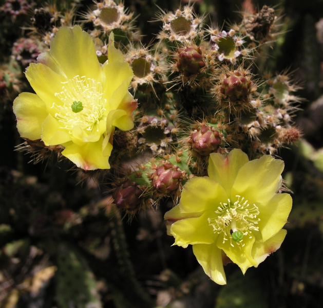 Файл:Opuntia aciculata 31.jpg
