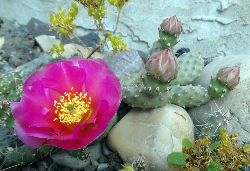 Файл:Opuntia aurea 5E.JPG