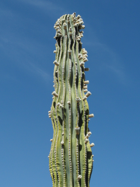 Файл:Pachycereus pringlei 9.JPG