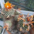 Parodia microsperma ssp. microsperma 6.jpg
