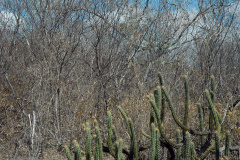 Pilosocereus gounellei h.jpg