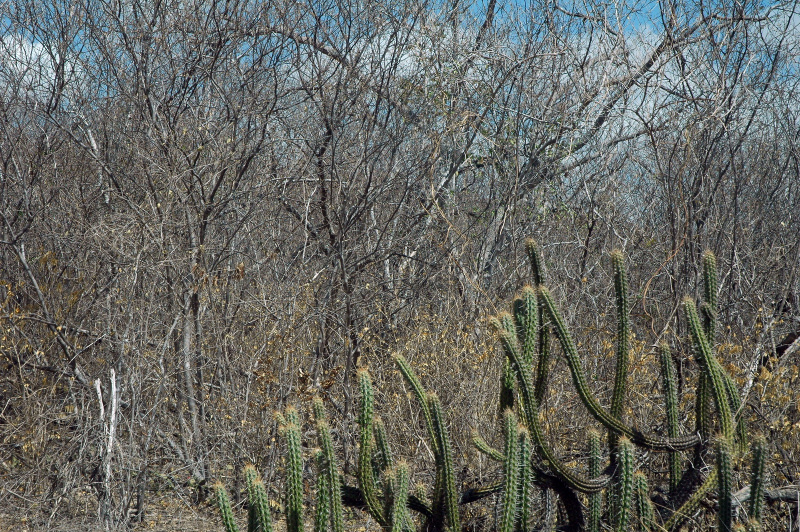 Файл:Pilosocereus gounellei h.jpg