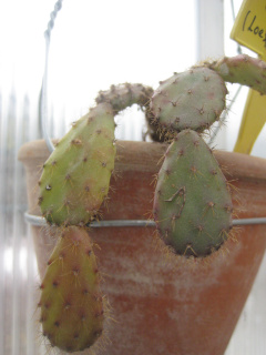 Schlumbergera opuntioides 1.jpg