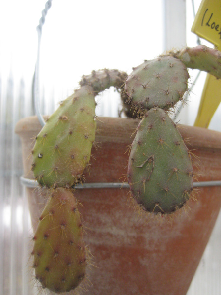 Файл:Schlumbergera opuntioides 1.jpg