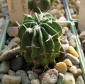 Stenocactus coptonogonus