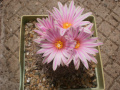 Turbinicarpus pseudomacrochele ssp. pseudomacrochele