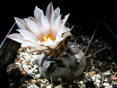 Turbinicarpus schmiedickeanus ssp. rioverdensis.jpg