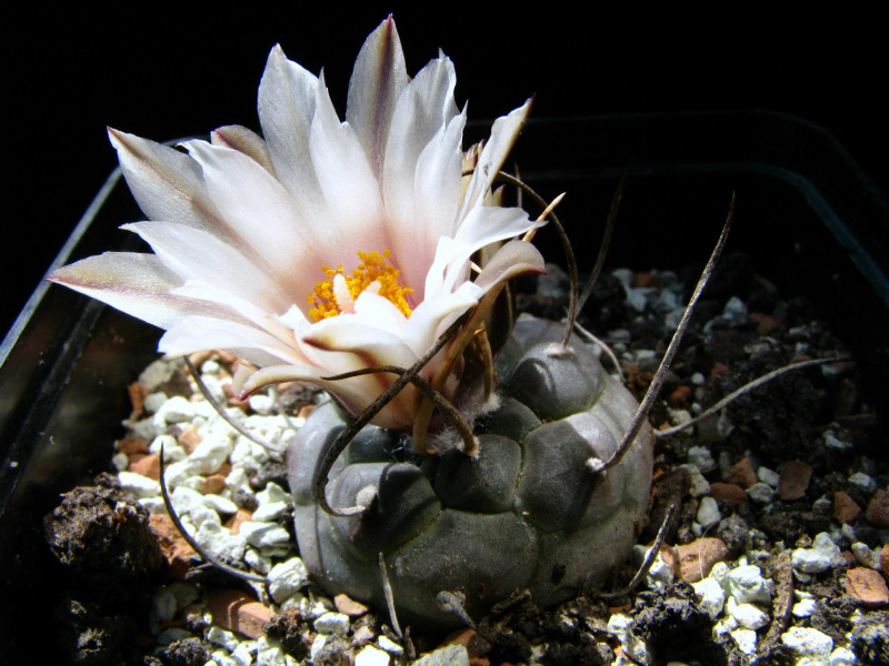 Файл:Turbinicarpus schmiedickeanus ssp. rioverdensis.jpg