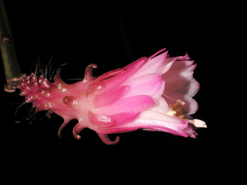Файл:Weberocereus tunilla ssp. biolleyi 2.jpg