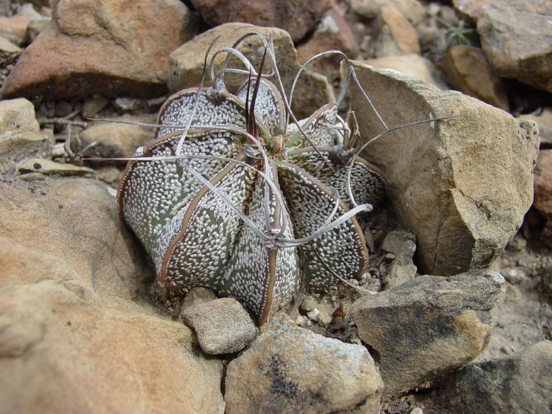Файл:Astrophytum capricorne 3h.jpg