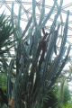 Cereus hildmannianus ssp. uruguayanus 2.JPG