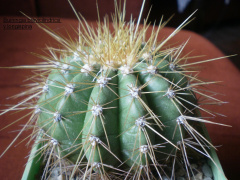 Coleocephalocereus aureus.jpg