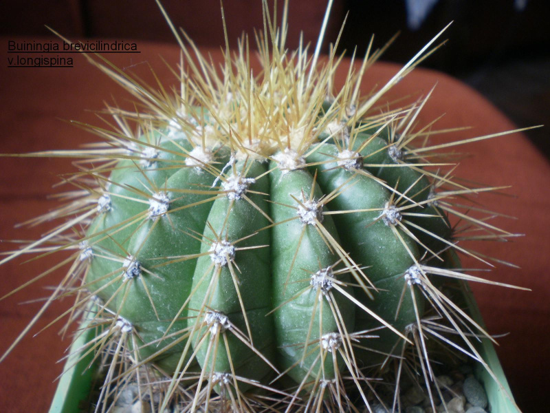 Файл:Coleocephalocereus aureus.jpg