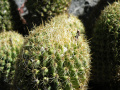 Coryphantha glassii 2.jpg