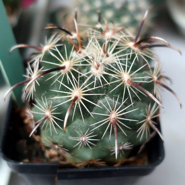 Файл:Coryphantha kracikii 93.JPG