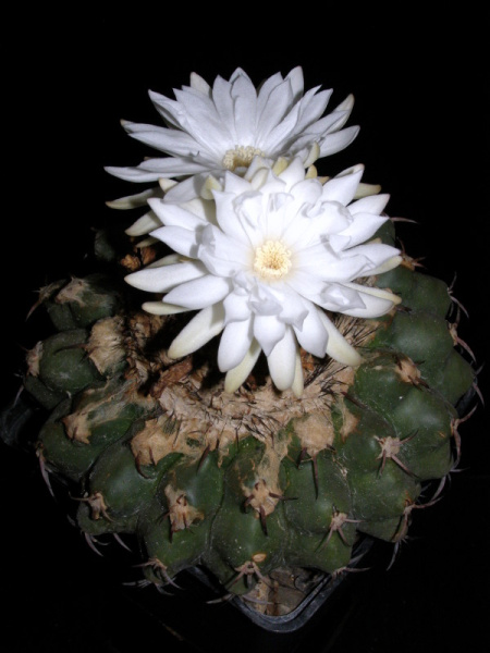 Файл:Discocactus boliviensis 2.jpg