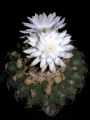 Discocactus boliviensis