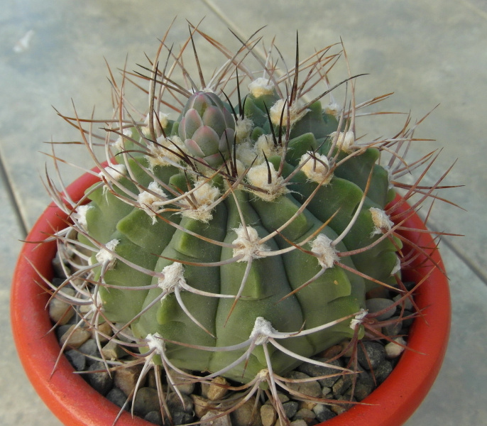 Файл:Gymnocalycium nigriareolatum 12.JPG