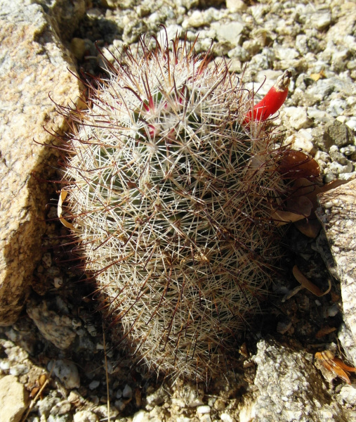 Файл:Mammillaria dioica 3.JPG