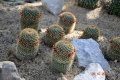 Mammillaria rhodantha 686.jpg