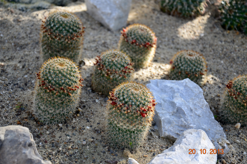 Файл:Mammillaria rhodantha 686.jpg