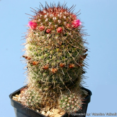 Mammillaria xaltianguensis subs. bambusiphila 12288.jpg