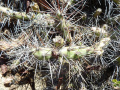 Opuntia anacantha