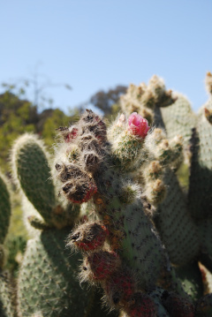 Opuntia pilifera 2 @Roebot.jpg