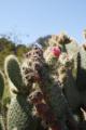 Opuntia pilifera 2 @Roebot.jpg