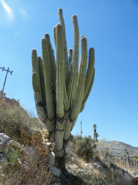 Файл:Pachycereus fulviceps 1.jpg