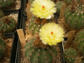 Parodia linkii GF536.jpg