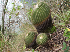 Parodia schumanniana ssp. claviceps 6.JPG