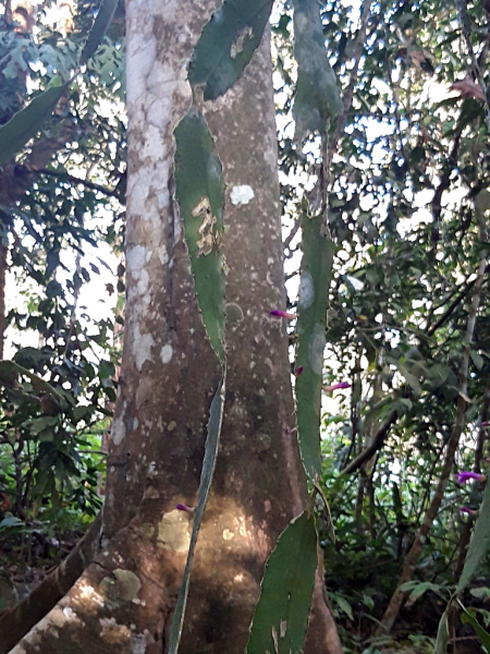 Файл:Pseudorhipsalis amazonica ssp. panamensis.jpg