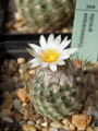 Turbinicarpus schmiedickeanus ssp. gracilis