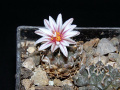 Turbinicarpus schmiedickeanus ssp. andersonii
