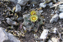 Turbinicarpus swobodae 2.jpg