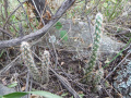 Austrocylindropuntia vestita