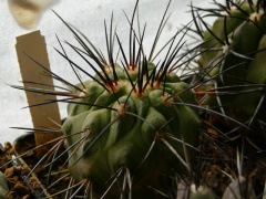 Copiapoa dealbata.jpg