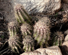 Echinocereus arizonicus.jpg