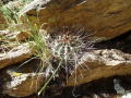 Echinopsis haematantha 2.JPG