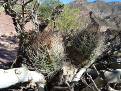 Echinopsis lateritia 3.JPG