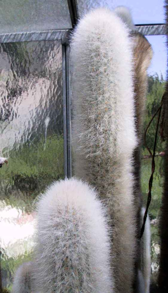 Файл:Espostoa senilis.jpg