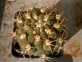 Gymnocalycium pflanzii ssp. zegarrae