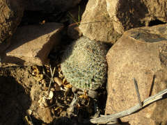 Mammillaria brandegeei gabbii 2456.jpeg