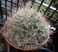 Mammillaria decipiens ssp. camptotricha
