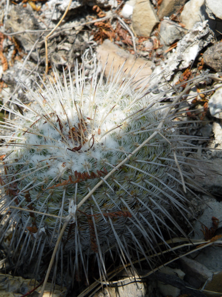 Файл:Mammillaria parkinsonii 1h.jpg