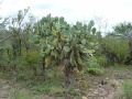 Opuntia quimilo