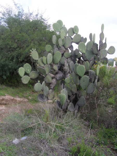 Файл:Opuntia streptacantha 0979.jpeg