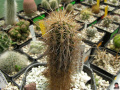 Pachycereus pecten-aboriginum.jpg